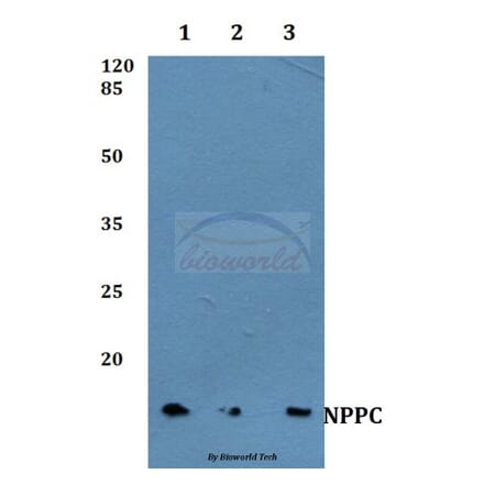 Anti-NPPC Antibody from Bioworld Technology (BS60381) - Antibodies.com