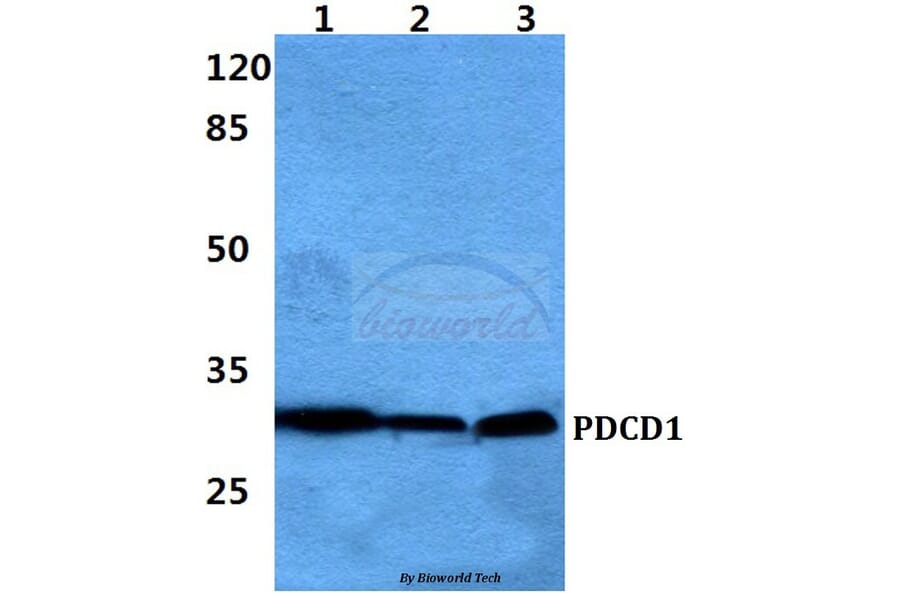 Anti-PDCD1 Antibody from Bioworld Technology (BS60383) - Antibodies.com