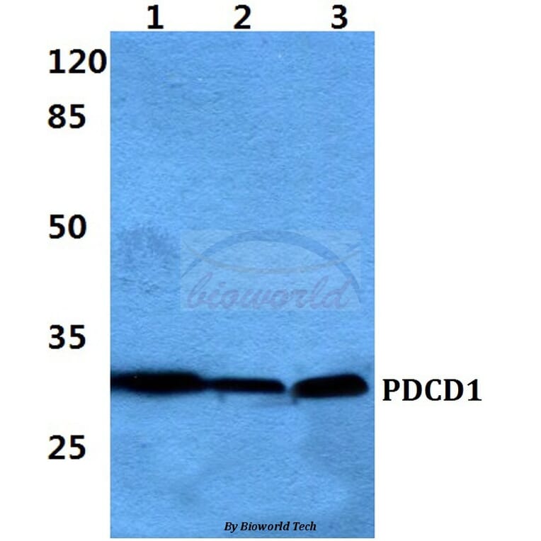 Anti-PDCD1 Antibody from Bioworld Technology (BS60383) - Antibodies.com