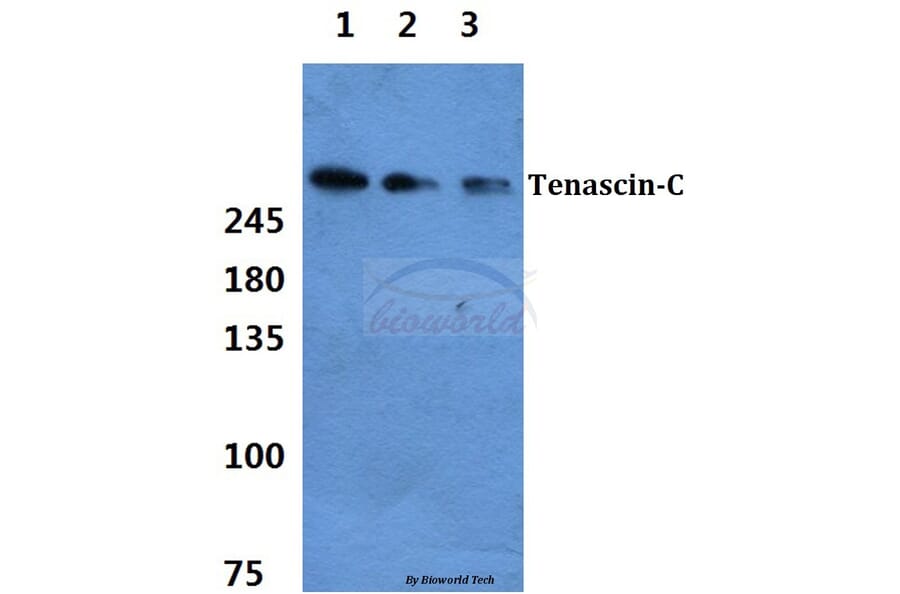 Anti-Tenascin-C Antibody from Bioworld Technology (BS60385) - Antibodies.com