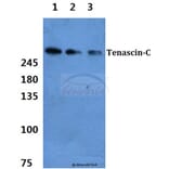 Anti-Tenascin-C Antibody from Bioworld Technology (BS60385) - Antibodies.com