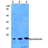 Anti-Spasmolysin Antibody from Bioworld Technology (BS60387) - Antibodies.com
