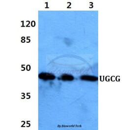 Anti-UGCG Antibody from Bioworld Technology (BS60390) - Antibodies.com