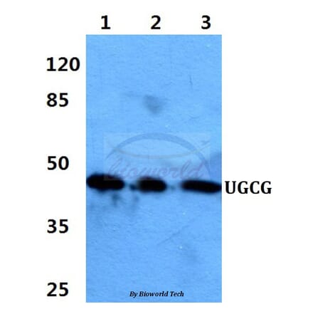 Anti-UGCG Antibody from Bioworld Technology (BS60390) - Antibodies.com