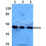 Anti-UGCG Antibody from Bioworld Technology (BS60390) - Antibodies.com
