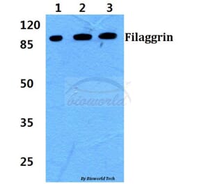 Anti-Filaggrin Antibody from Bioworld Technology (BS60392) - Antibodies.com