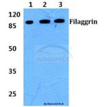 Anti-Filaggrin Antibody from Bioworld Technology (BS60392) - Antibodies.com