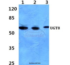 Anti-UGT8 Antibody from Bioworld Technology (BS60393) - Antibodies.com