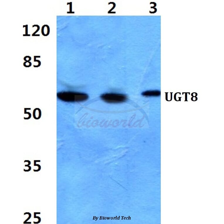 Anti-UGT8 Antibody from Bioworld Technology (BS60393) - Antibodies.com