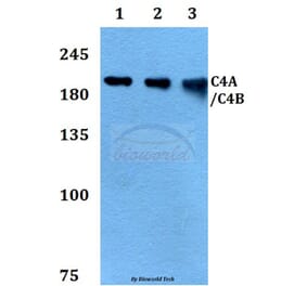 Anti-C4A/C4B Antibody from Bioworld Technology (BS60394) - Antibodies.com