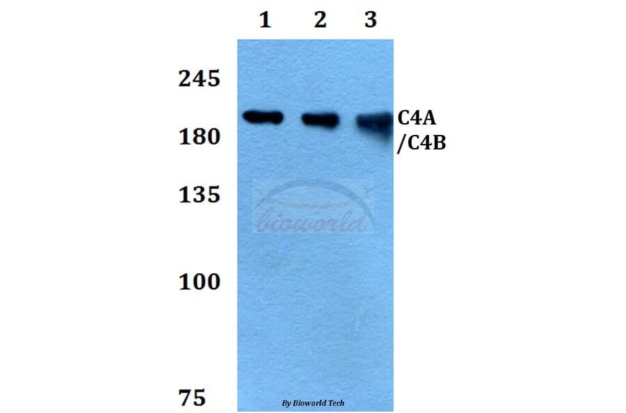 Anti-C4A/C4B Antibody from Bioworld Technology (BS60394) - Antibodies.com