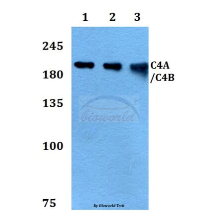 Anti-C4A/C4B Antibody from Bioworld Technology (BS60394) - Antibodies.com