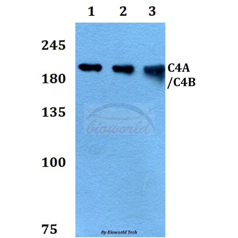 Anti-C4A/C4B Antibody from Bioworld Technology (BS60394) - Antibodies.com