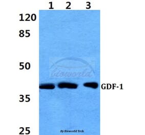 Anti-GDF-1 Antibody from Bioworld Technology (BS60398) - Antibodies.com