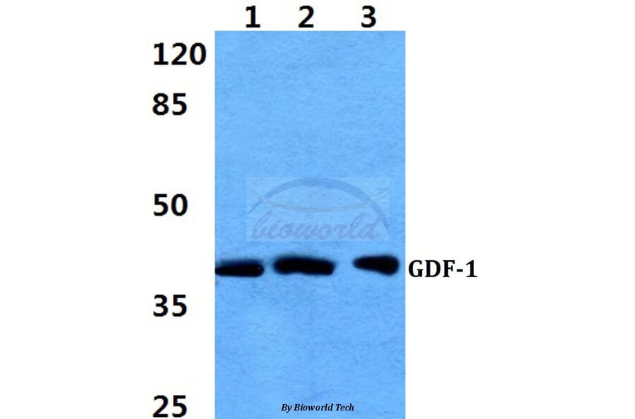 Anti-GDF-1 Antibody from Bioworld Technology (BS60398) - Antibodies.com