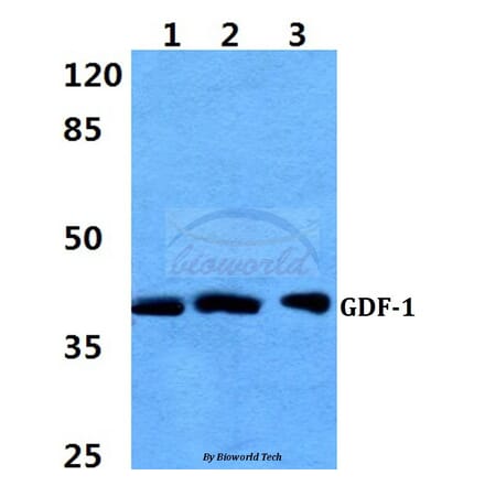 Anti-GDF-1 Antibody from Bioworld Technology (BS60398) - Antibodies.com