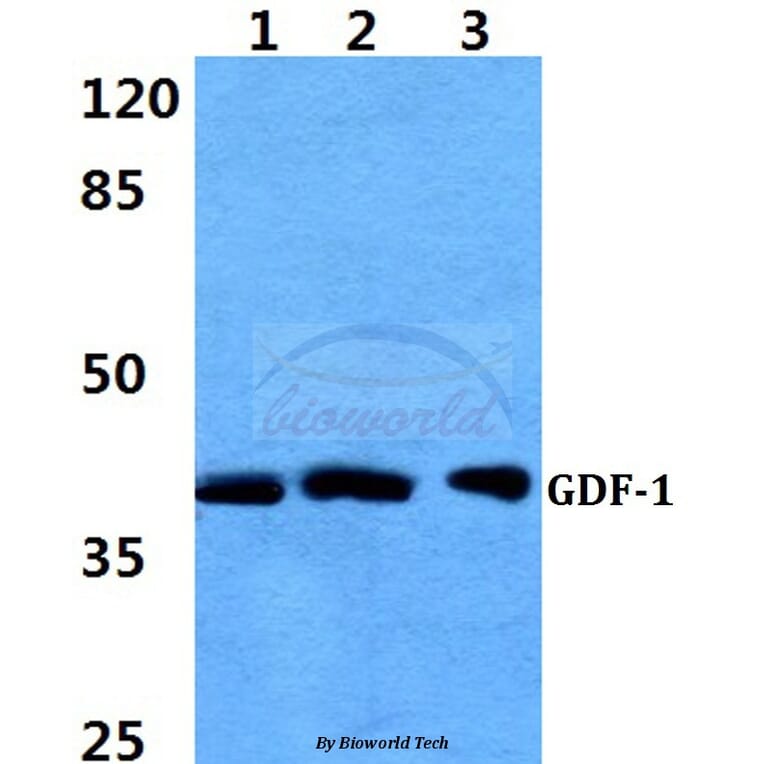 Anti-GDF-1 Antibody from Bioworld Technology (BS60398) - Antibodies.com