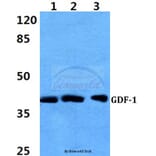 Anti-GDF-1 Antibody from Bioworld Technology (BS60398) - Antibodies.com