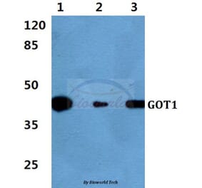 Anti-GOT1 Antibody from Bioworld Technology (BS60399) - Antibodies.com