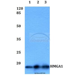 Anti-HMGA1 Antibody from Bioworld Technology (BS60402) - Antibodies.com