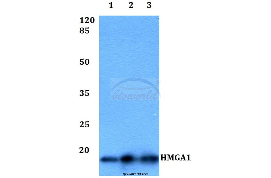 Anti-HMGA1 Antibody from Bioworld Technology (BS60402) - Antibodies.com