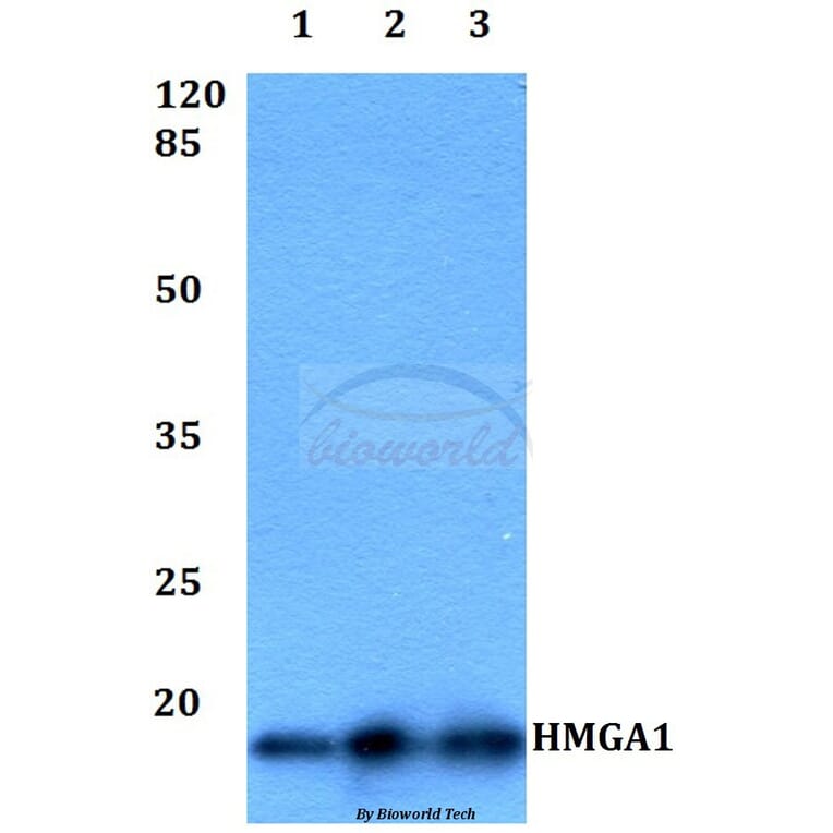 Anti-HMGA1 Antibody from Bioworld Technology (BS60402) - Antibodies.com