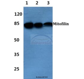 Anti-Mitofilin Antibody from Bioworld Technology (BS60403) - Antibodies.com