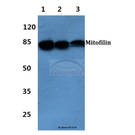Anti-Mitofilin Antibody from Bioworld Technology (BS60403) - Antibodies.com