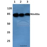 Anti-Mitofilin Antibody from Bioworld Technology (BS60403) - Antibodies.com