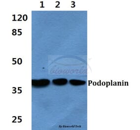 Anti-Podoplanin Antibody from Bioworld Technology (BS60406) - Antibodies.com