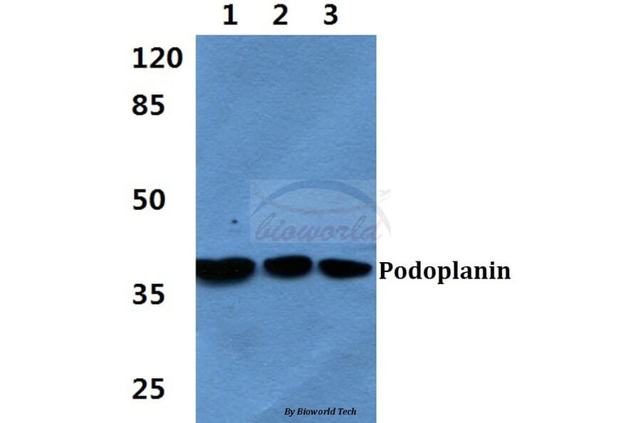 Anti-Podoplanin Antibody from Bioworld Technology (BS60406) - Antibodies.com