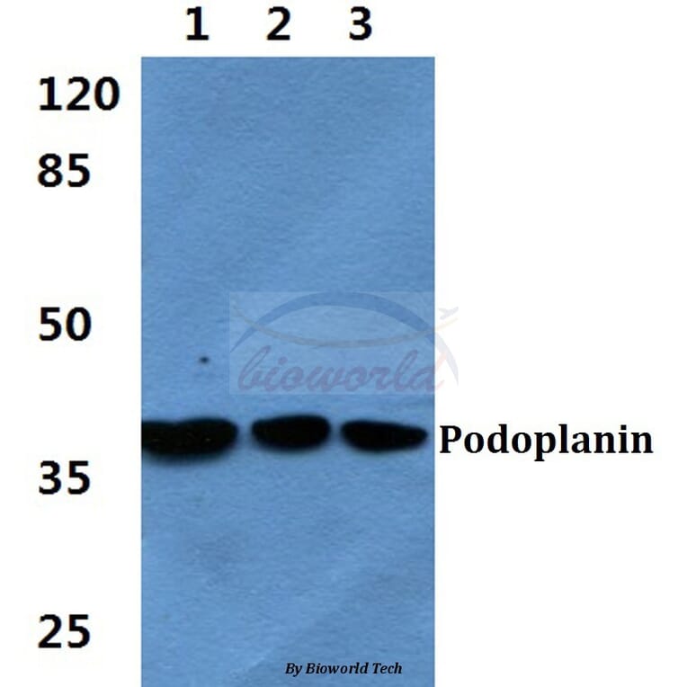 Anti-Podoplanin Antibody from Bioworld Technology (BS60406) - Antibodies.com