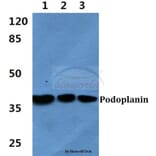 Anti-Podoplanin Antibody from Bioworld Technology (BS60406) - Antibodies.com