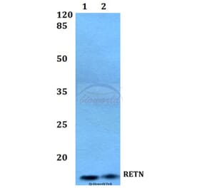 Anti-RETN Antibody from Bioworld Technology (BS60407) - Antibodies.com