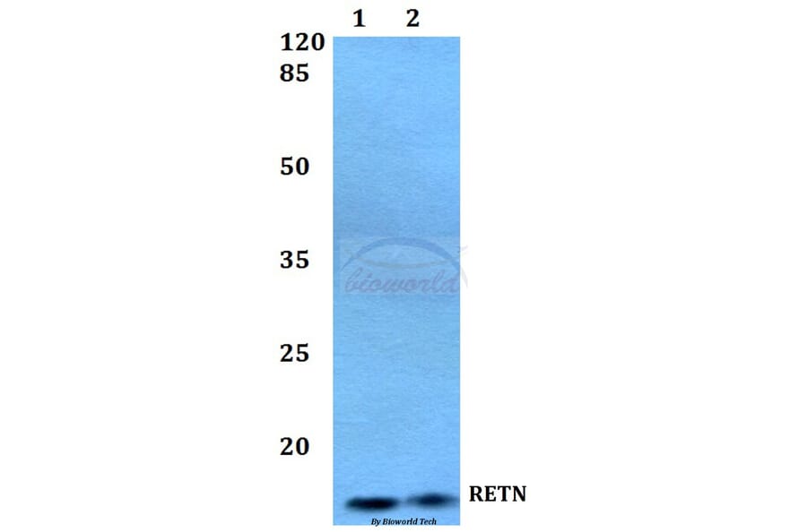 Anti-RETN Antibody from Bioworld Technology (BS60407) - Antibodies.com
