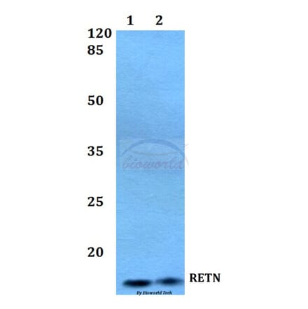 Anti-RETN Antibody from Bioworld Technology (BS60407) - Antibodies.com