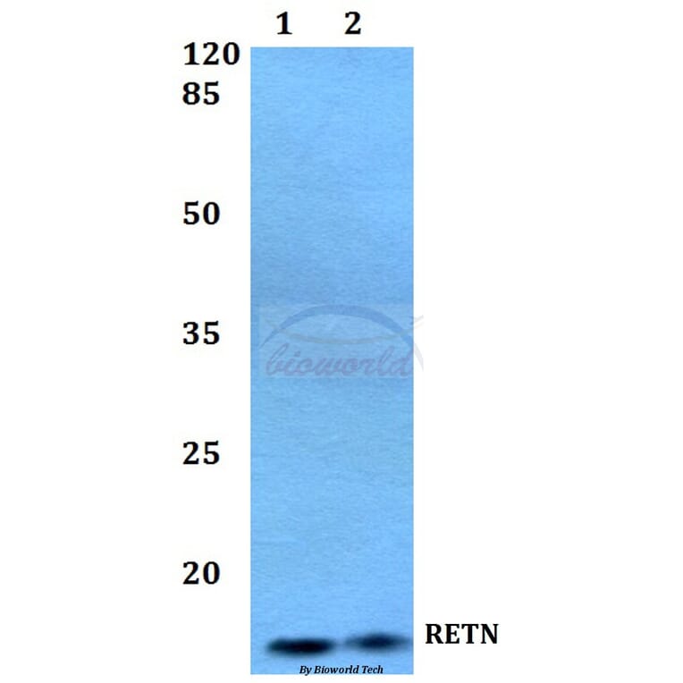 Anti-RETN Antibody from Bioworld Technology (BS60407) - Antibodies.com