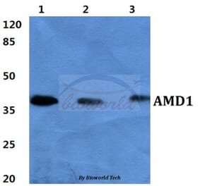 Anti-AMD1 Antibody from Bioworld Technology (BS60408) - Antibodies.com