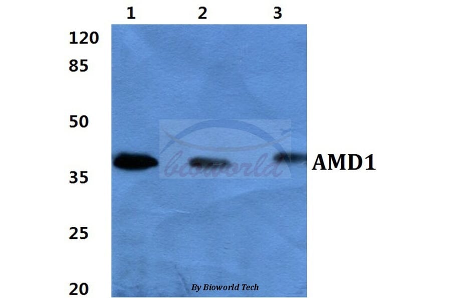 Anti-AMD1 Antibody from Bioworld Technology (BS60408) - Antibodies.com