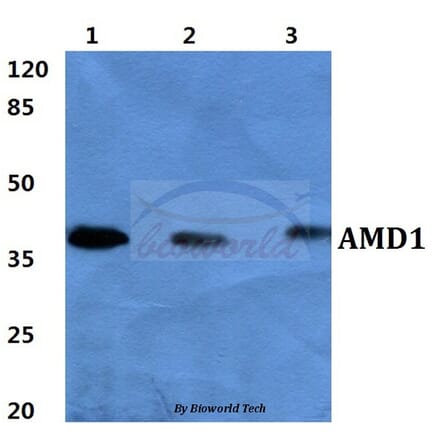 Anti-AMD1 Antibody from Bioworld Technology (BS60408) - Antibodies.com