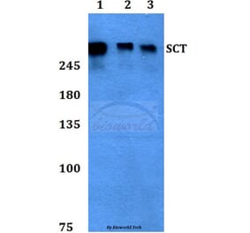 Anti-SCT Antibody from Bioworld Technology (BS60409) - Antibodies.com