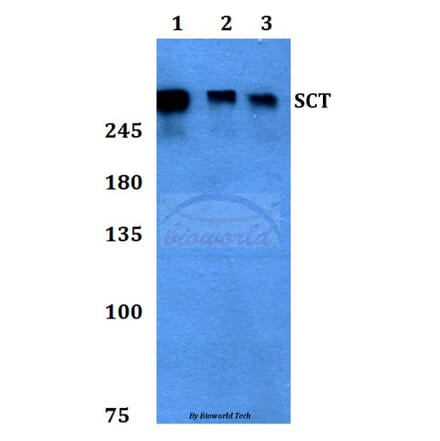 Anti-SCT Antibody from Bioworld Technology (BS60409) - Antibodies.com