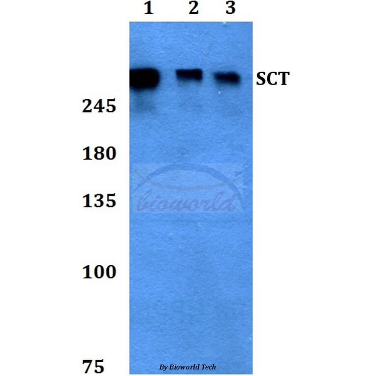 Anti-SCT Antibody from Bioworld Technology (BS60409) - Antibodies.com