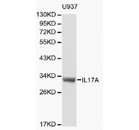 Anti-IL17A Antibody from Bioworld Technology (BS6041) - Antibodies.com