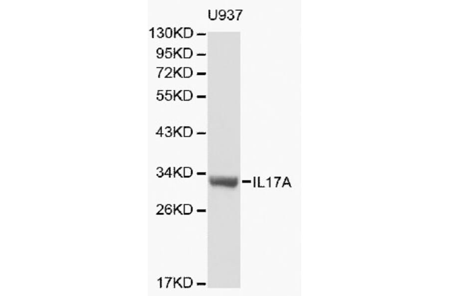 Anti-IL17A Antibody from Bioworld Technology (BS6041) - Antibodies.com