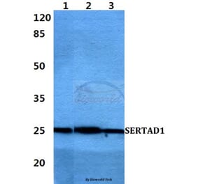 Anti-SERTAD1 Antibody from Bioworld Technology (BS60410) - Antibodies.com