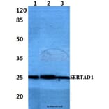 Anti-SERTAD1 Antibody from Bioworld Technology (BS60410) - Antibodies.com