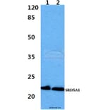 Anti-SRD5A1 Antibody from Bioworld Technology (BS60411) - Antibodies.com