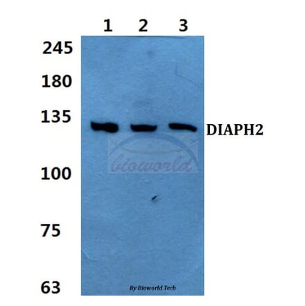 Anti-DIAPH2 Antibody from Bioworld Technology (BS60413) - Antibodies.com