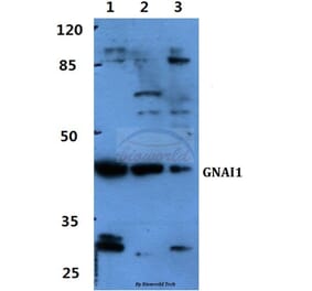 Anti-GNAI1 Antibody from Bioworld Technology (BS60415) - Antibodies.com